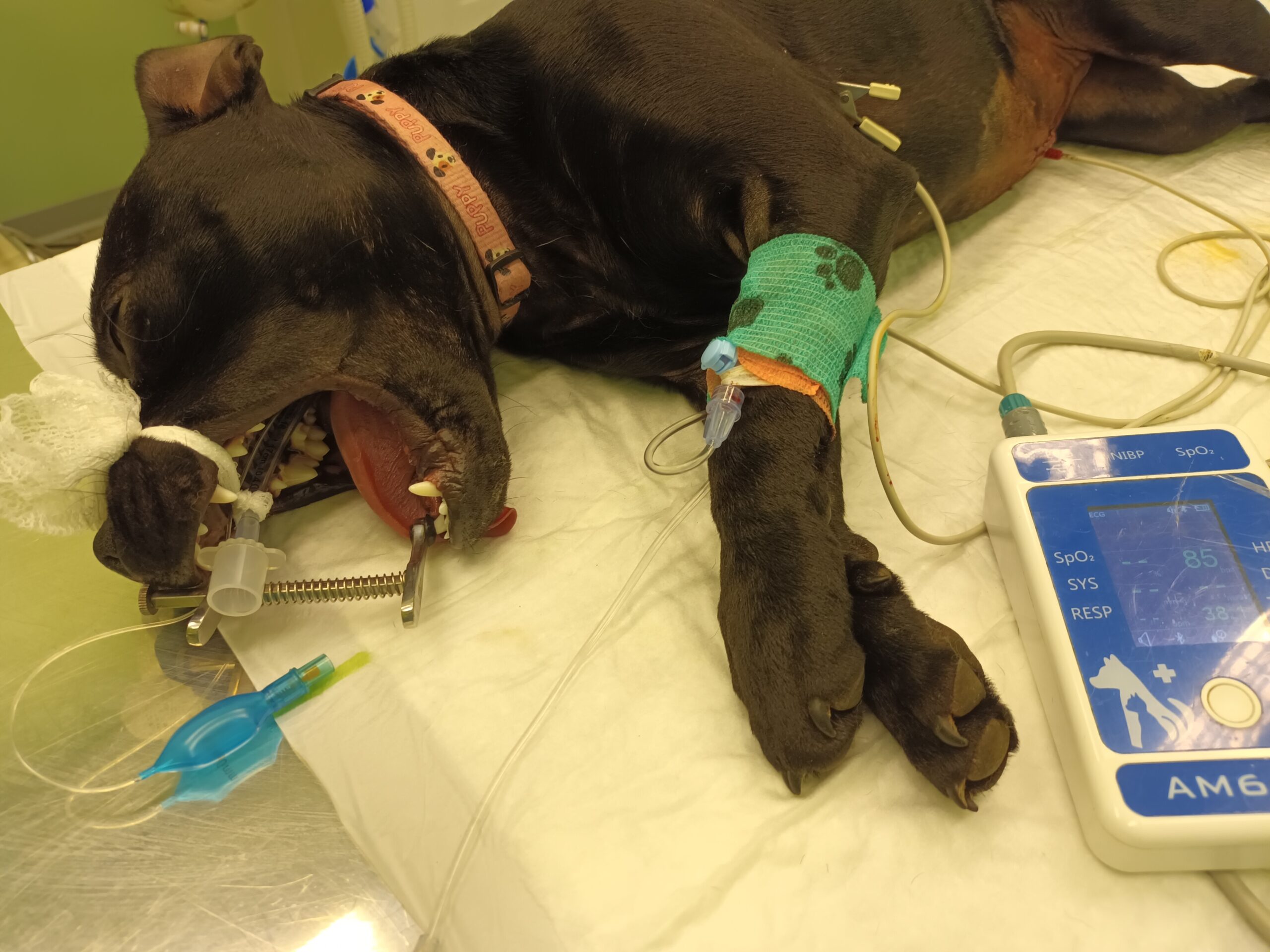 Pohotovostní veterinární služba